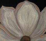 Searching for Light collection artwork – magnolia petals unfolding with gentle luminosity
